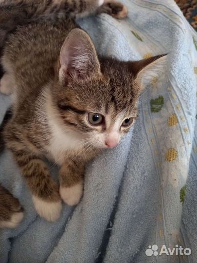 Котята в добрые руки бесплатно