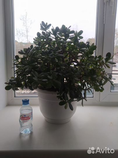 Денежное дерево