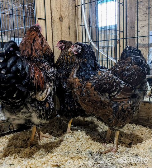 Семья кур виандот толбунт