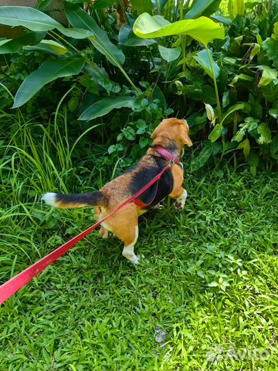 Зоогостиница Передержка животных Догситтер