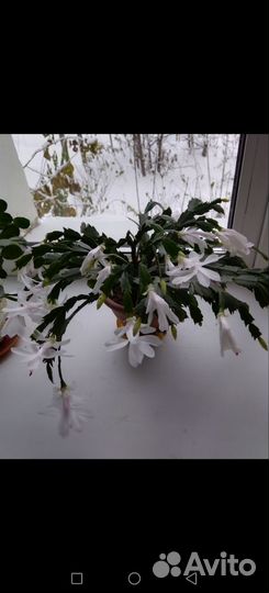 Декабрист белый, красный, розовый - малиновый