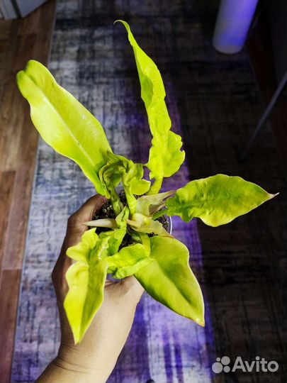 Филодендрон золотой крокодил