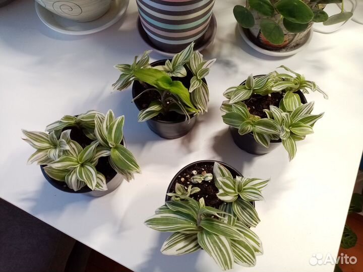 Традесканция