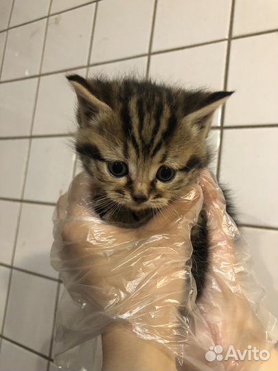 Котенок 2мес., девочка