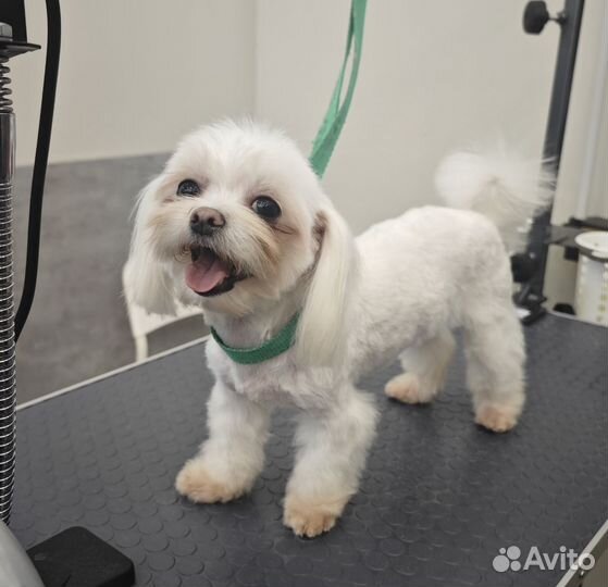 Грумер стрижка собак и кошек