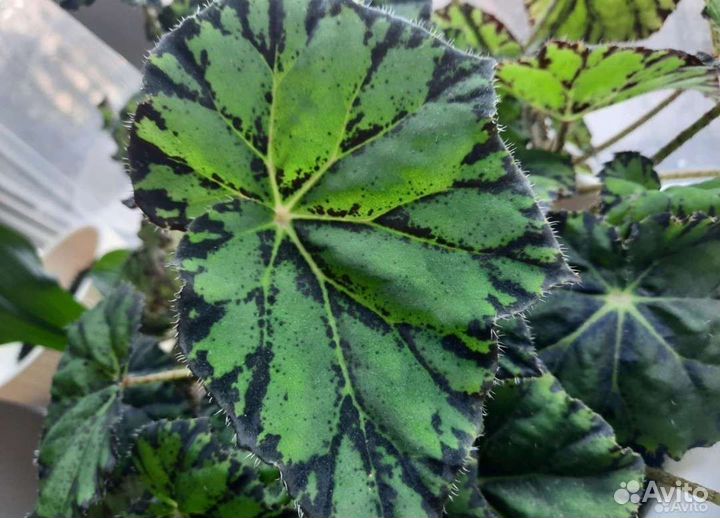 Бегония тигровая