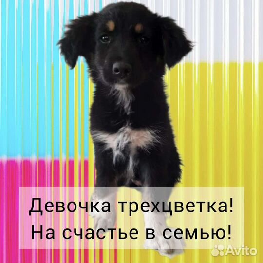 Щенок