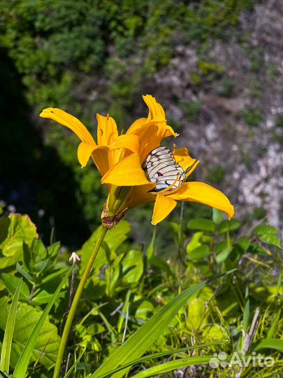 Экскурсия — Владивосток — Вулканический полуостров
