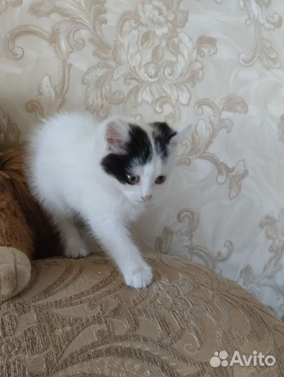 Отдам котёнка в добрые руки