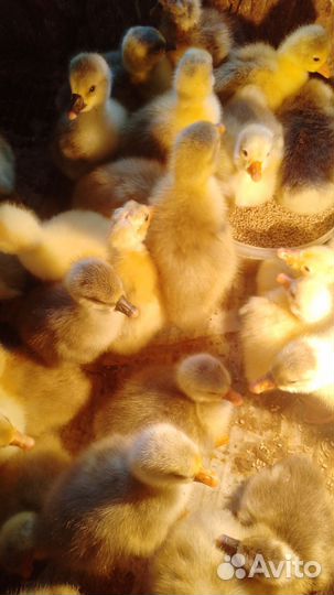 Гусята домашние