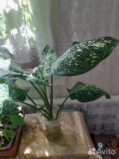 Комнатные цветы