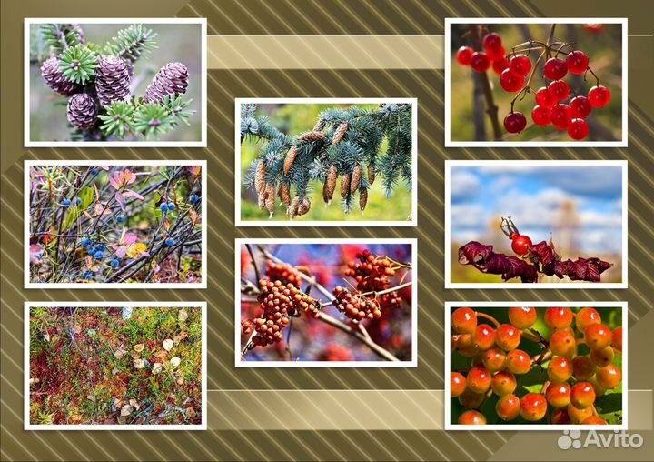 Ягоды фотографии