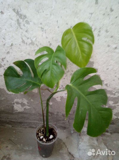 Монстера, Фикус, Сингониум, Дримиопсис, драцена