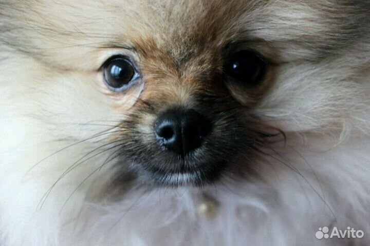 Стрижка собак и кошек. Закамск