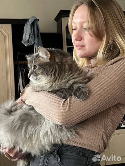 Грумер для собак и кошек