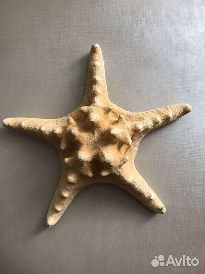 Морская звезда