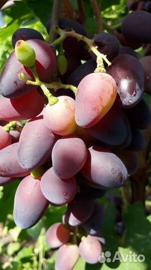 2-х летние саженцы винограда