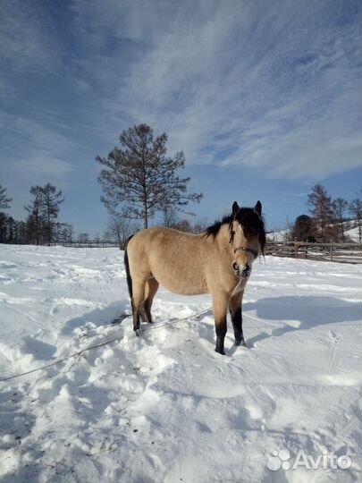 Лошадь жеребец