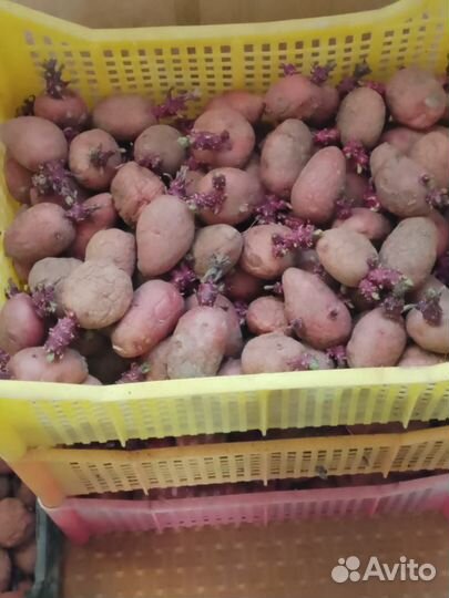 Картофель на посадку