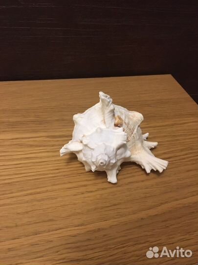 Ракушка Чихориус рамосус, 15см, морская раковина