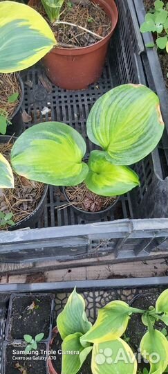 Хосты сортовые гибридные