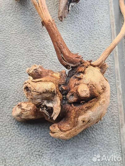 Коряги дрифтвуд