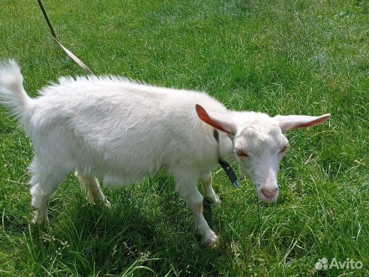 Продам козлят