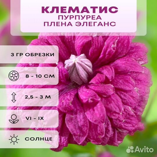 Саженцы клематиса