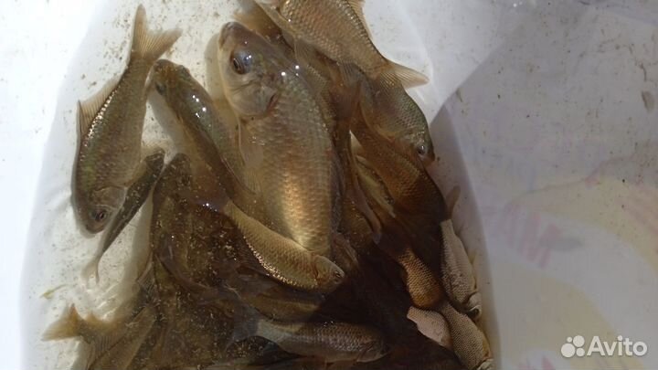 Живец для зарыбление водоёма