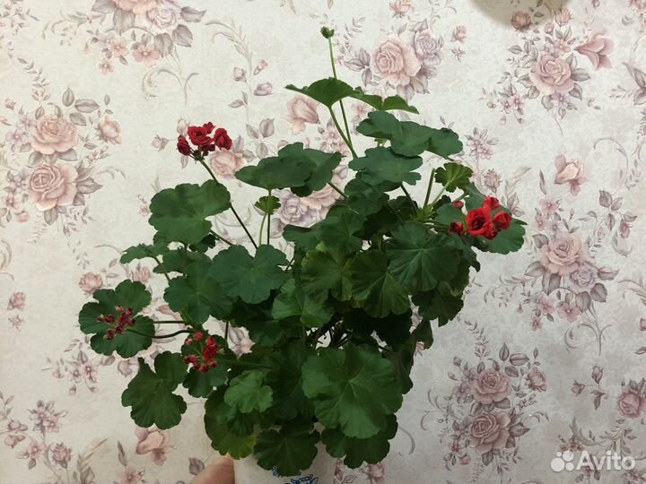 Герань розебудная