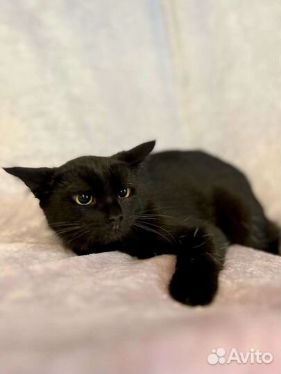 Кошечка в добрые руки