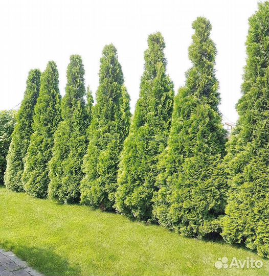 Туя смарагд