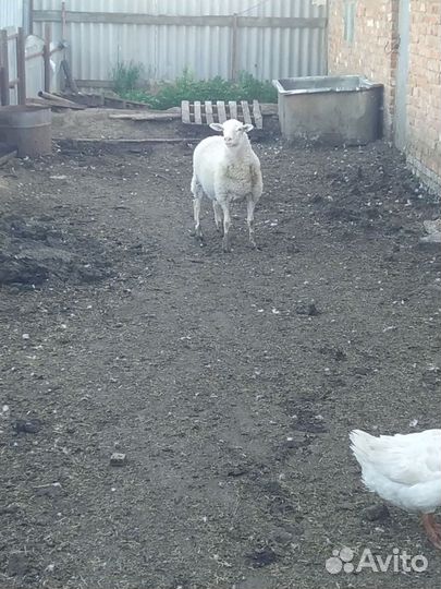 Баран на племя смесь дорпер и романовская