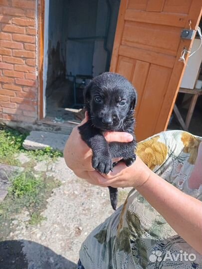 Чистокровные лабродоры