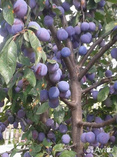 Плодовые деревья