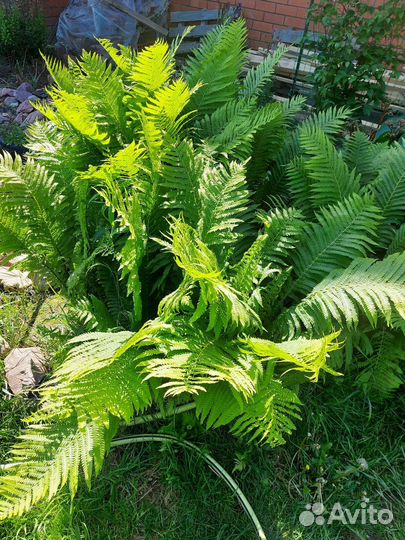 Папоротник