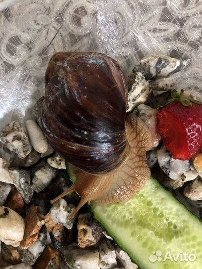 Улитки ахатины большая