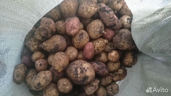 Картофель мелкий на корм животным