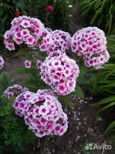 Флоксы, махровая ромашка, маки