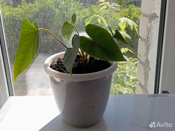 Антуриум в горшке отросток от красного