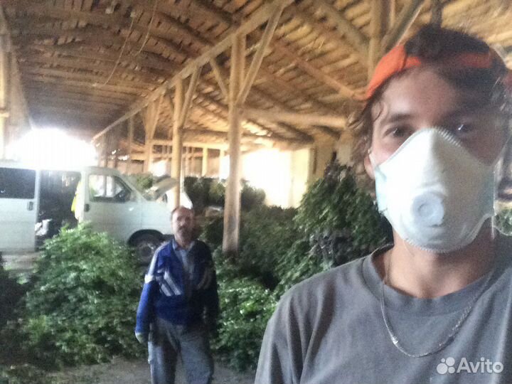 Веники: дуб, береза, липа, пихта