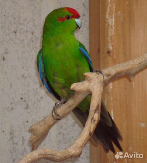 Попугайчики какарики