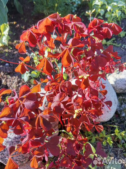 Папоротник, оксалис