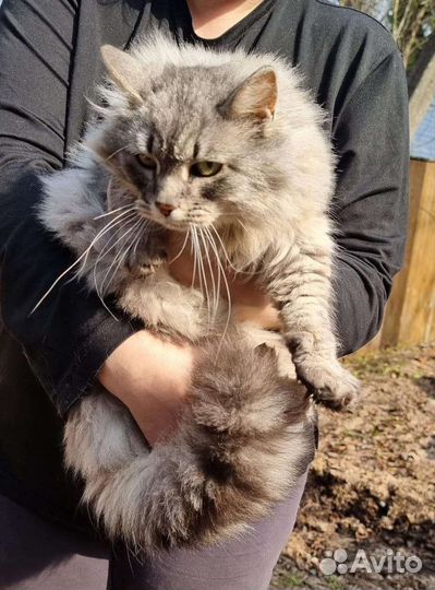 Кошка мышеловка