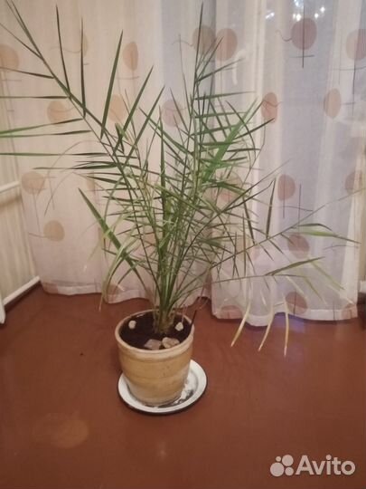 Цветы комнатные пальма