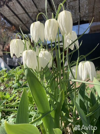 Многолетние и комнатные цветы