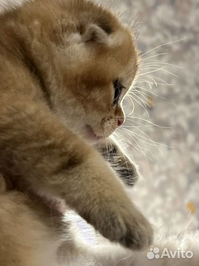Шотландские золотые шиншиллы котята