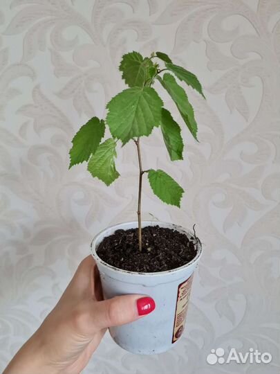 Орешник лещина (лесной орех) саженцы