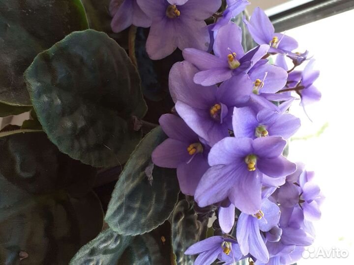 Фиалки продажа