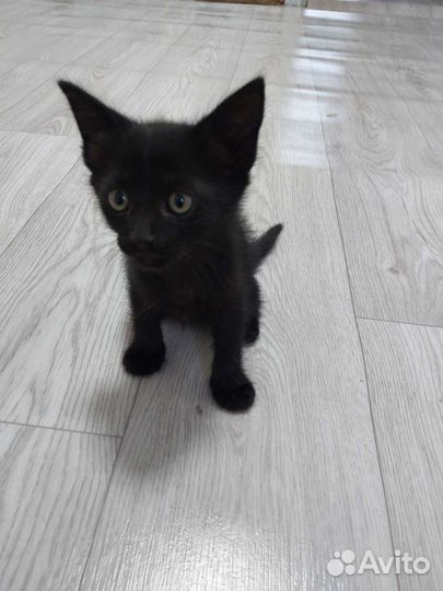 Кошка в дар бесплатно